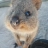 Quokka ??