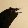 Hitch :crow: