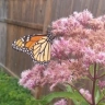 Native Plants