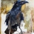 Fringed Crow :battery_ok: