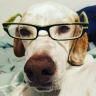 Kat, the dog one :glassesdog: