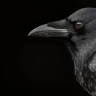 nevermore