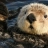 just a sea otter