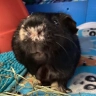 Oscar