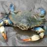 Compassionate Crab