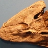 Darth Tiktaalik