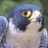 Peregrine