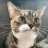 Mister Gris