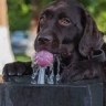 dogslurp, a fine gentleman