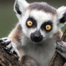 Lazy Lemur