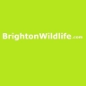 BrightonWildlife