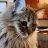 ilikecats