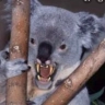 The Drop Bear 2.0