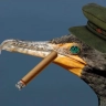 Comrade Cormorant