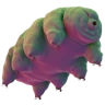 tardigrape