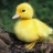 duckling