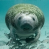 Manatee