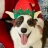 nicegnome