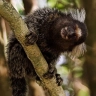 marmosets have names