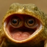 freak_obijuan