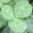 Trifolium