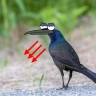 Grackle, the antifascist