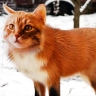 foxcat