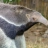 anteater