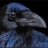 Raven