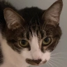 A Gato Autista