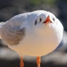清らからくたん