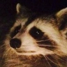 Raccoon Formality