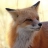 Hourly Foxes