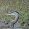 greatblueheron