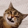 Katzenschrat