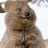 TurboQuokka