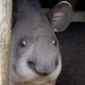 Tapir