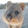 Quokka 🇦🇺