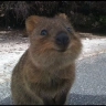 JakeQuokkaMCM